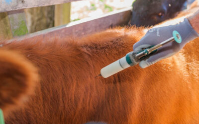 Brucelosis bovina: la prevención ya no termina con la vacunación obligatoria de las terneras