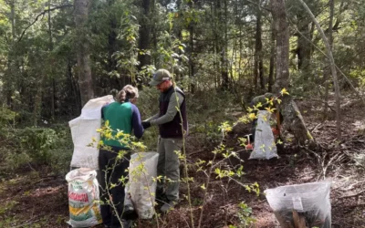 Microorganismos del bosque para fortalecer cultivos: una experiencia que crece en la Comarca