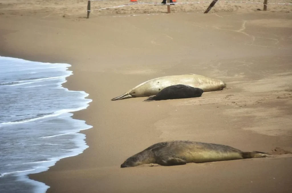 Apareció un tercer elefante marino en la playa frente al Unzué y genera asombro