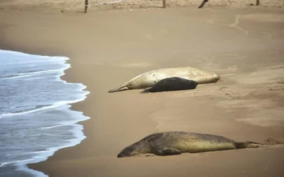 Apareció un tercer elefante marino en la playa frente al Unzué y genera asombro Apareció un tercer elefante marino en la playa frente al Unzué y genera asombro