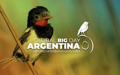 Los Parques Nacionales se llenaron de vida y ciencia en una inolvidable jornada dedicada a las aves Los Parques Nacionales se llenaron de vida y ciencia en una inolvidable jornada dedicada a las aves