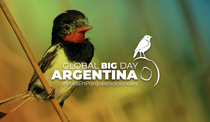 Los Parques Nacionales se llenaron de vida y ciencia en una inolvidable jornada dedicada a las aves