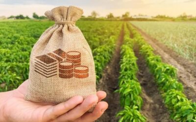 Financiarse para sembrar en la campaña 2026/27: qué tasas pagan los productores en dólares y en pesos Financiarse para sembrar en la campaña 2026/27: qué tasas pagan los productores en dólares y en pesos