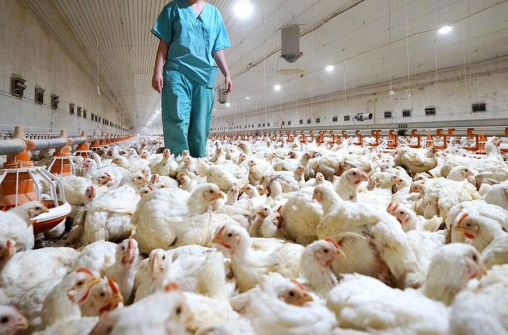 Medidas sanitarias en Argentina ante el brote de enfermedad de Newcastle detectado en aves de Brasil