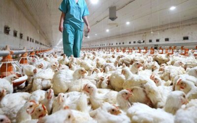 Medidas sanitarias en Argentina ante el brote de enfermedad de Newcastle detectado en aves de Brasil