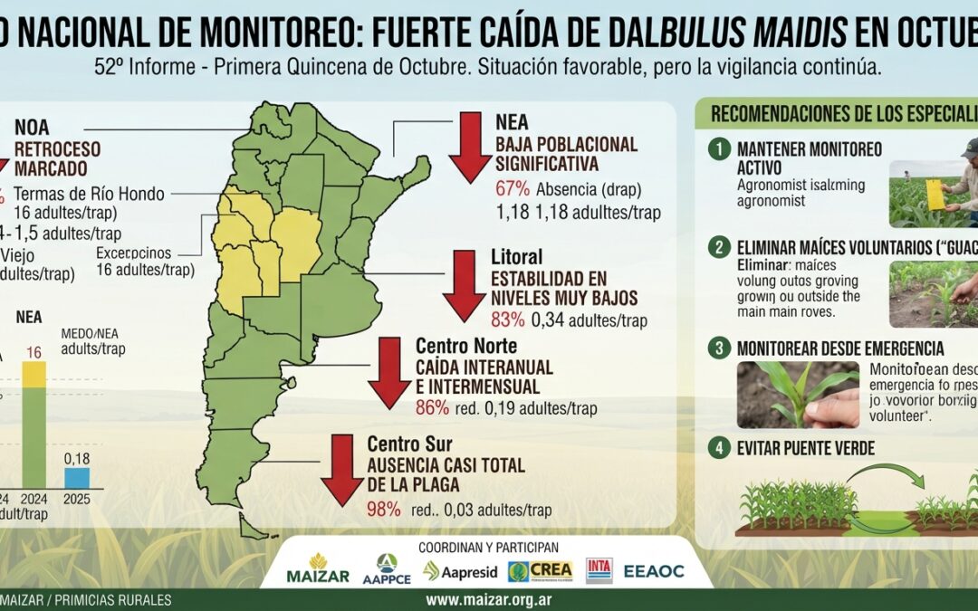 Las lluvias y la amplitud térmica arrasaron las poblaciones de chicharritas en todo el país, y las condiciones son mejores que las de hace un año. Igual, no monitorear ya no es opción