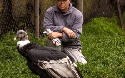 Eduardo Pávez, el veterinario que dedicó su vida a los cóndores y ya devolvió un centenar a las montañas de Chile Eduardo Pávez, el veterinario que dedicó su vida a los cóndores y ya devolvió un centenar a las montañas de Chile