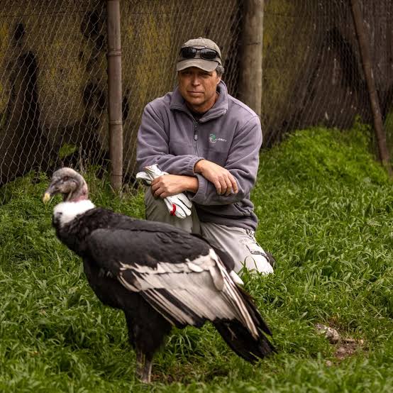 Eduardo Pávez, el veterinario que dedicó su vida a los cóndores y ya devolvió un centenar a las montañas de Chile