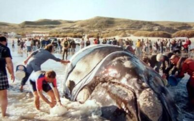La historia de Garra, la ballena que le dio su día a la franca austral (artículo traducido al inglés) La historia de Garra, la ballena que le dio su día a la franca austral (artículo traducido al inglés)