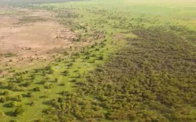 La gran muralla verde africana cambia de estrategia para salvar el sahel y frenar el avance del desierto La gran muralla verde africana cambia de estrategia para salvar el sahel y frenar el avance del desierto