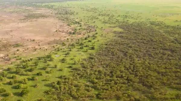 La gran muralla verde africana cambia de estrategia para salvar el sahel y frenar el avance del desierto