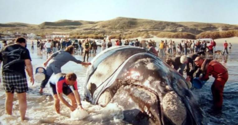La historia de Garra, la ballena que le dio su día a la franca austral (artículo traducido al inglés)