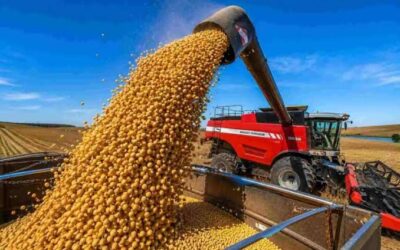 Los granos ya son biomasa: los biocombustibles parten el mercado y separan los precios entre orígenes