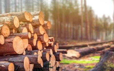 Usar madera puede ayudar a conservar los bosques y cambiar el debate ambiental Usar madera puede ayudar a conservar los bosques y cambiar el debate ambiental