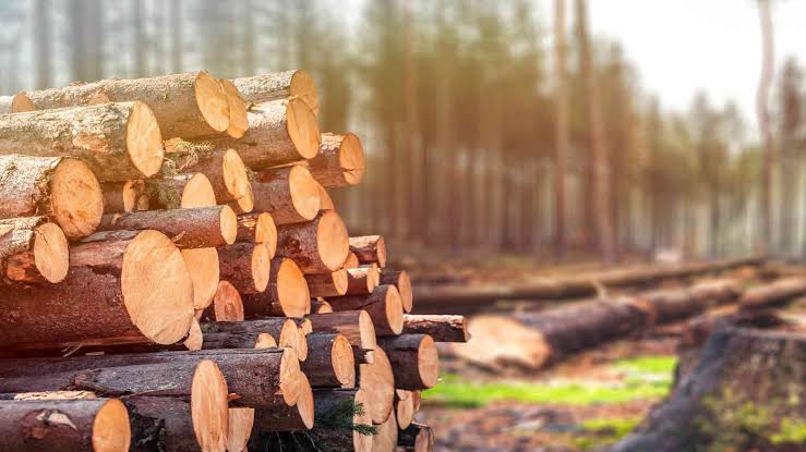 Usar madera puede ayudar a conservar los bosques y cambiar el debate ambiental