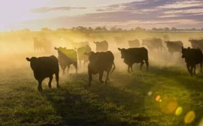 El mercado mundial de carnes frena su caída mientras Brasil enfrenta barreras comerciales decisivas