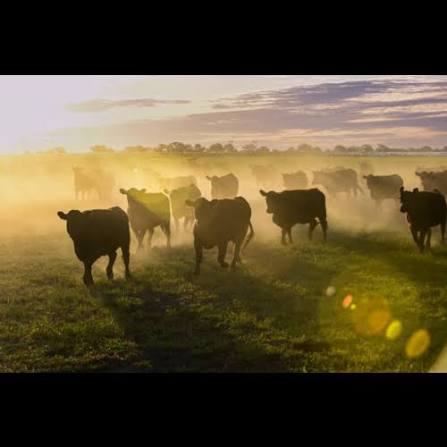 El mercado mundial de carnes frena su caída mientras Brasil enfrenta barreras comerciales decisivas