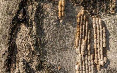 Refuerzan la prevención para evitar el ingreso de la mosca linterna manchada a la Argentina Refuerzan la prevención para evitar el ingreso de la mosca linterna manchada a la Argentina