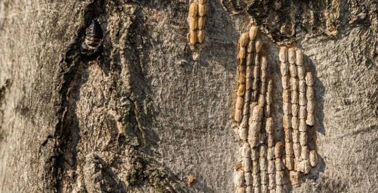 Refuerzan la prevención para evitar el ingreso de la mosca linterna manchada a la Argentina