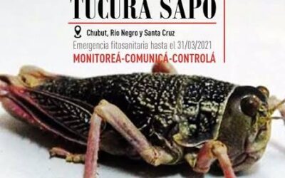 Tucura sapo: cómo detectar a tiempo la plaga y frenarla antes de que avance Tucura sapo: cómo detectar a tiempo la plaga y frenarla antes de que avance