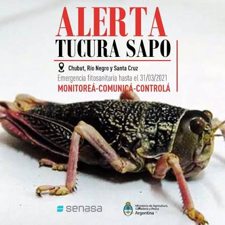 Tucura sapo: cómo detectar a tiempo la plaga y frenarla antes de que avance