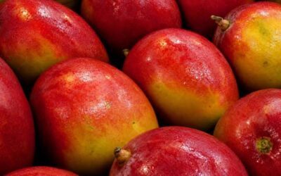 La irradiación se perfila como aliada fitosanitaria para exportar productos vegetales La irradiación se perfila como aliada fitosanitaria para exportar productos vegetales
