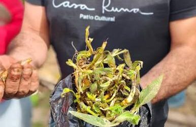Mostaza biofumigante: la alternativa que el INTA prueba para cuidar el suelo y reducir el uso de agroquímicos Mostaza biofumigante: la alternativa que el INTA prueba para cuidar el suelo y reducir el uso de agroquímicos