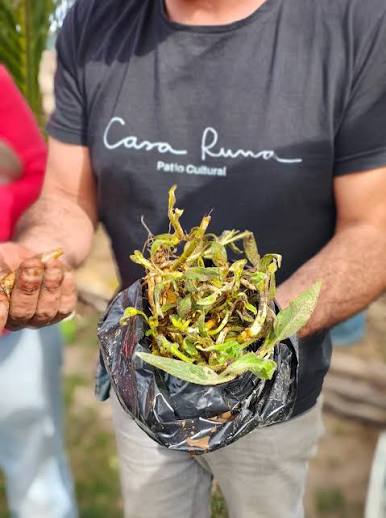 Mostaza biofumigante: la alternativa que el INTA prueba para cuidar el suelo y reducir el uso de agroquímicos