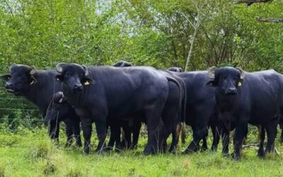 Más stock para abrir más mercados: la meta que dejó el primer congreso internacional de búfalos Más stock para abrir más mercados: la meta que dejó el primer congreso internacional de búfalos