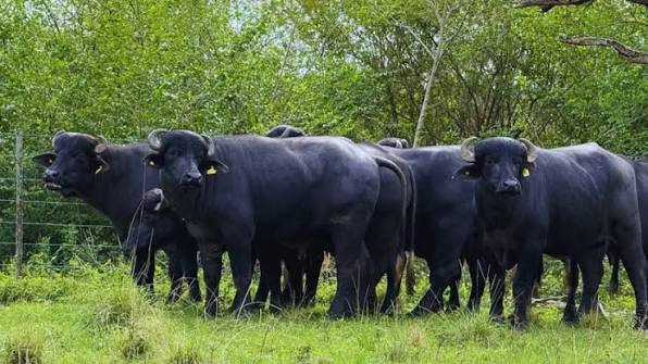 Más stock para abrir más mercados: la meta que dejó el primer congreso internacional de búfalos