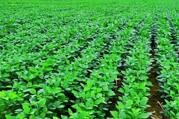 Fertilizar mejor para producir más: la nutrición balanceada puede mejorar los rindes y la rentabilidad de los cultivos