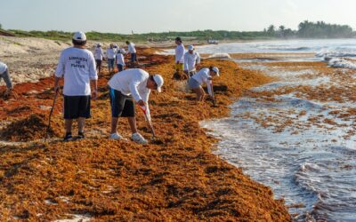 Sargazo: 45 países se unen en Cancún para buscar soluciones compartidas