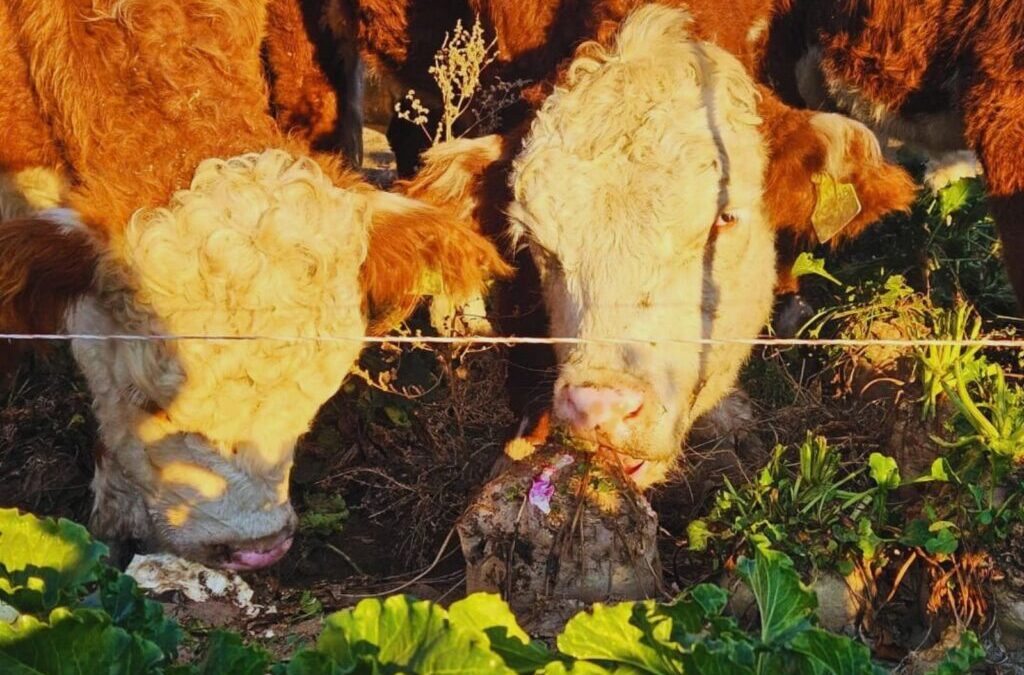 Remolacha forrajera: una alternativa para producir carne de calidad en invierno