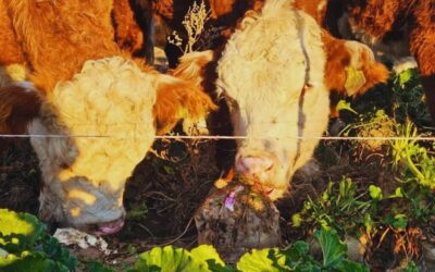 Remolacha forrajera: una alternativa para producir carne de calidad en invierno Remolacha forrajera: una alternativa para producir carne de calidad en invierno