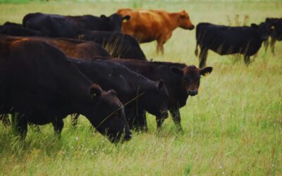 Cómo mejorar la eficiencia y la rentabilidad en rodeos comerciales Cómo mejorar la eficiencia y la rentabilidad en rodeos comerciales
