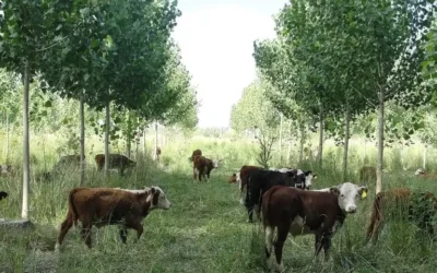 Árboles, pasto y vacas en la misma chacra: el negocio silvopastoril que puede cambiar los valles del norte patagónico Árboles, pasto y vacas en la misma chacra: el negocio silvopastoril que puede cambiar los valles del norte patagónico