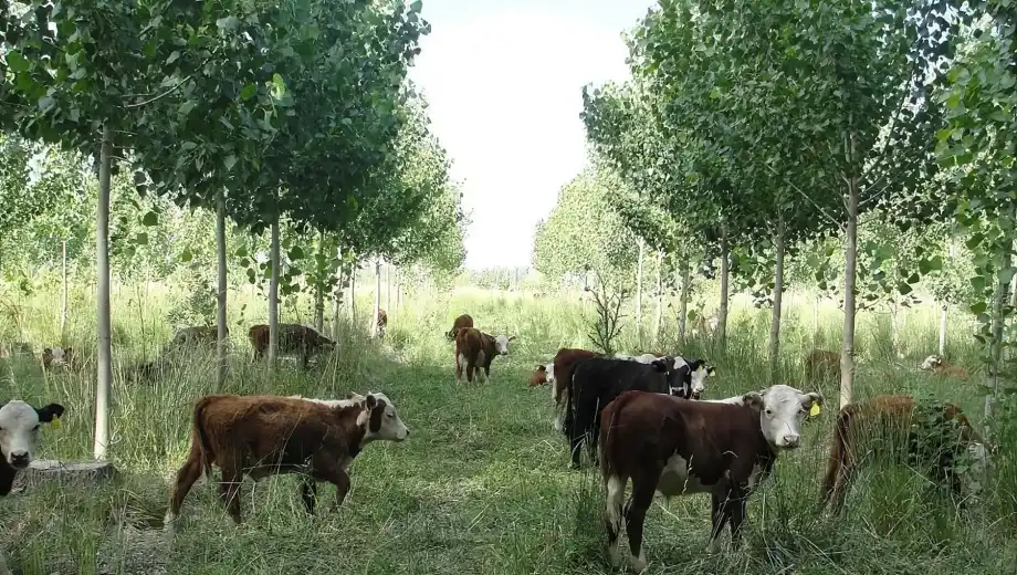 Árboles, pasto y vacas en la misma chacra: el negocio silvopastoril que puede cambiar los valles del norte patagónico