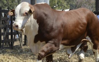 Los remates de genética bovina marcaron un crecimiento interanual del 61% en el precio Los remates de genética bovina marcaron un crecimiento interanual del 61% en el precio
