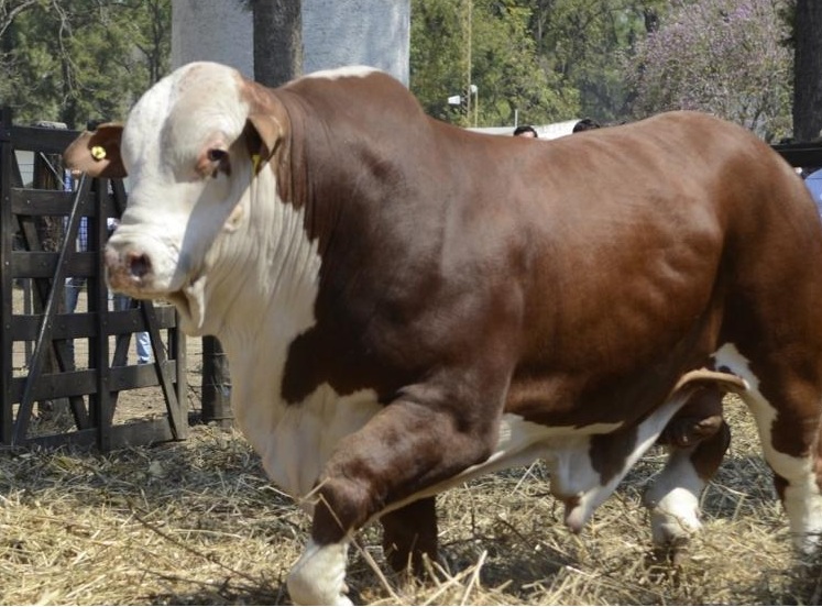 Los remates de genética bovina marcaron un crecimiento interanual del 61% en el precio