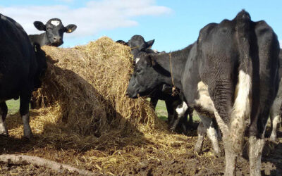 Lechería regional: con un litro de leche, el tambo brasileño compra 2,64 kilos de maíz y el uruguayo apenas 1,66 Lechería regional: con un litro de leche, el tambo brasileño compra 2,64 kilos de maíz y el uruguayo apenas 1,66