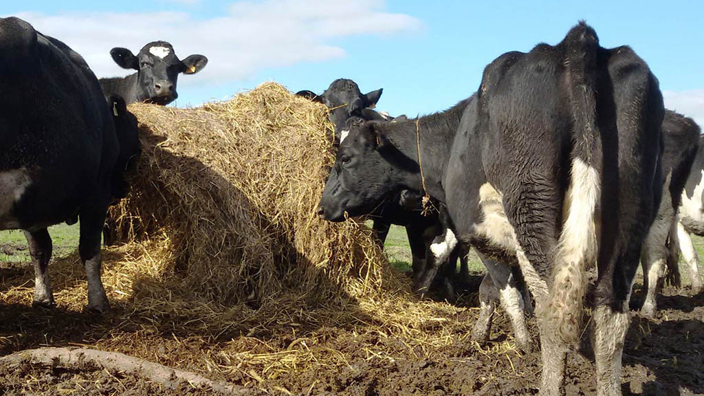 Lechería regional: con un litro de leche, el tambo brasileño compra 2,64 kilos de maíz y el uruguayo apenas 1,66